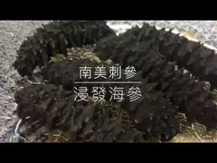 GMP Vitas® AAA Large Caribbean Sea, Dried Sea Cucumber (Gui Hua Shen) 16oz